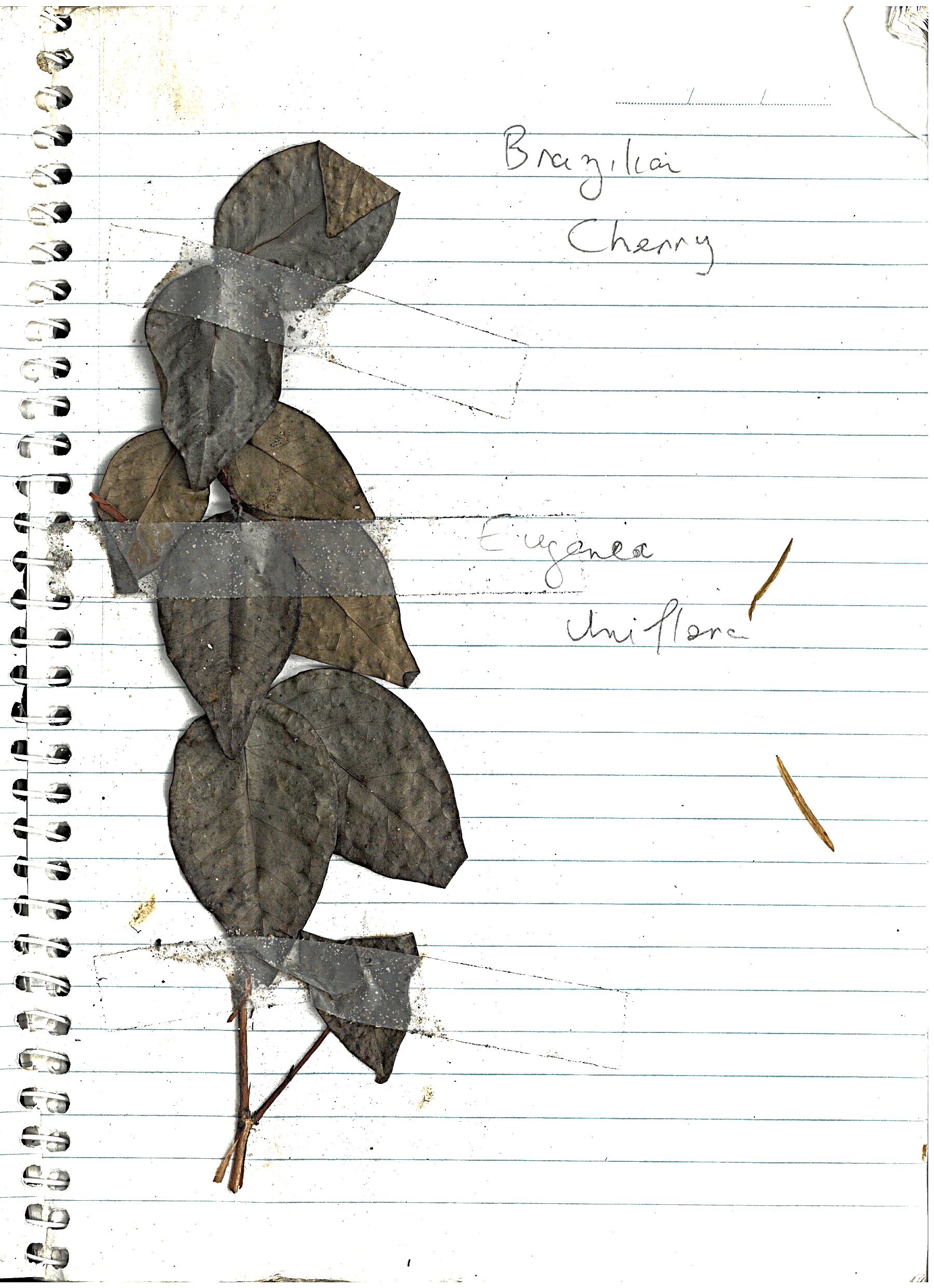 Asparagus Fern Image